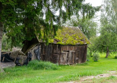 Eski ahşap ahır, yosunlarla kaplı çatı, kırsal alan.