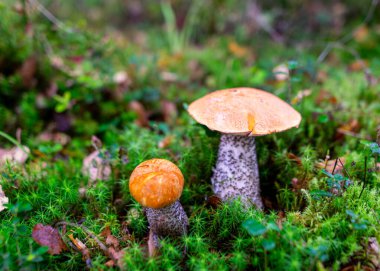 Ormandaki yemyeşil yosunlarda yetişen mantarların alçak açılı görüntüsü eğrelti otları ve sonbahar ormanlarındaki ağaç gövdeleri arasında.