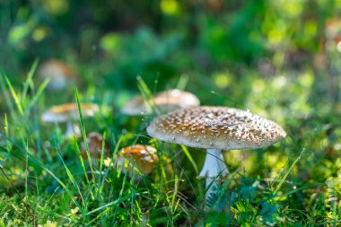 Ormandaki yemyeşil yosunlarda yetişen mantarların alçak açılı görüntüsü eğrelti otları ve sonbahar ormanlarındaki ağaç gövdeleri arasında.