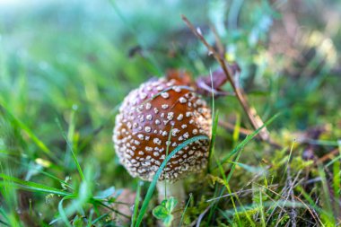 Amanita muscaria ya da sinek agariği, sonbahar mevsimi ormanlarında bulunan kırmızı ve beyaz benekli zehirli bir mantar türüdür.