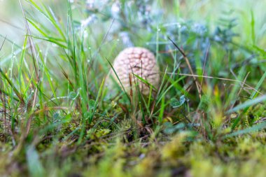 Amanita muscaria ya da sinek agariği, sonbahar mevsimi ormanlarında bulunan kırmızı ve beyaz benekli zehirli bir mantar türüdür.