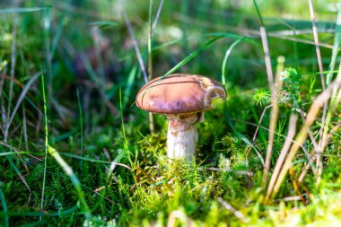 Ormandaki yemyeşil yosunlarda yetişen mantarların alçak açılı görüntüsü eğrelti otları ve sonbahar ormanlarındaki ağaç gövdeleri arasında.