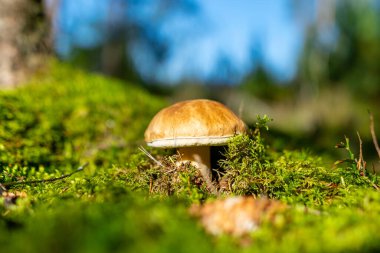 Ormandaki yemyeşil yosunlarda yetişen mantarların alçak açılı görüntüsü eğrelti otları ve sonbahar ormanlarındaki ağaç gövdeleri arasında.