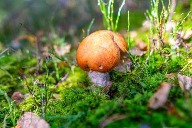 Ormandaki yemyeşil yosunlarda yetişen mantarların alçak açılı görüntüsü eğrelti otları ve sonbahar ormanlarındaki ağaç gövdeleri arasında.