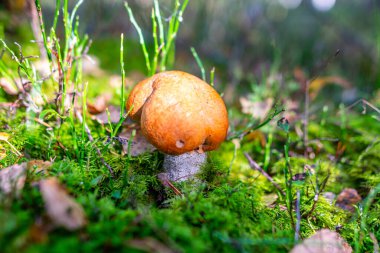 Ormandaki yemyeşil yosunlarda yetişen mantarların alçak açılı görüntüsü eğrelti otları ve sonbahar ormanlarındaki ağaç gövdeleri arasında.