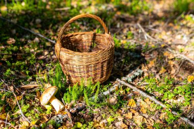 Orman zemininde mantarlı ahşap sepet, Doğu Avrupa 'da mantar toplama geleneği, hasır sepette mantar mantarı, lezzetli organik gıda mantarı pişirme.