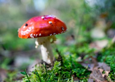Amanita muscaria ya da sinek agariği, sonbahar mevsimi ormanlarında bulunan kırmızı ve beyaz benekli zehirli bir mantar türüdür.