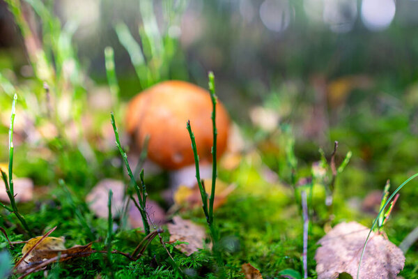 Low angle view of mushrooms growing on lush green moss in forest among ferns and tree trunks in autumn forest