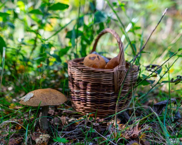 Wooden Basket Full Mushrooms Forest Ground Mushroom Picking Tradition Eastern — Stock Photo, Image