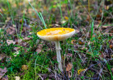 Amanita muscaria ya da sinek agariği, sonbahar mevsimi ormanlarında bulunan kırmızı ve beyaz benekli zehirli bir mantar türüdür.