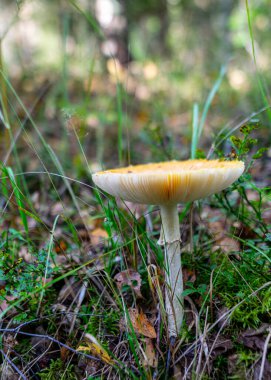 Amanita muscaria ya da sinek agariği, sonbahar mevsimi ormanlarında bulunan kırmızı ve beyaz benekli zehirli bir mantar türüdür.