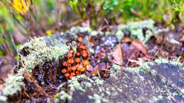 Ormandaki yemyeşil yosunlarda yetişen mantarların alçak açılı görüntüsü eğrelti otları ve sonbahar ormanlarındaki ağaç gövdeleri arasında.