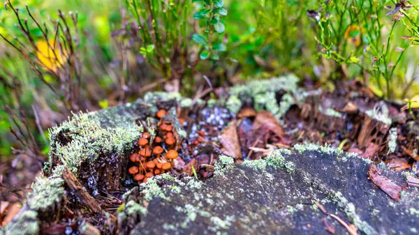 秋天森林里蕨类和树干之间的茂密的绿色苔藓上生长着蘑菇的低视角图像 — 图库照片