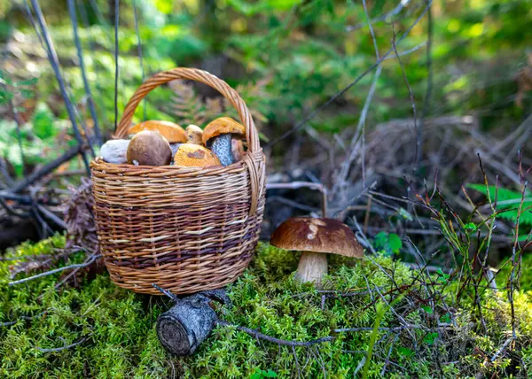 森の地面にキノコがいっぱいの木製バスケット 東ヨーロッパのキノコピッキング伝統 ウィッカーバスケットのキノコボレトス 美味しい有機食品キノコを調理する — ストック写真