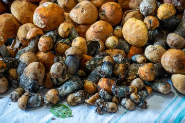 Masanın üzerinde farklı şekillerde sağlıklı, yenilebilir mantarlar var. Beslenme için mantarlar, sağlıklı beslenme, vejetaryenler için uygun.