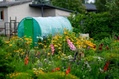 Renkli çiçekler ve bahçedeki dekoratif bitkiler, bahçenin içi, çiçek açan çiçeklerle dolu güzel bir çiçek bahçesi ve yazın yeşil bir çimen.