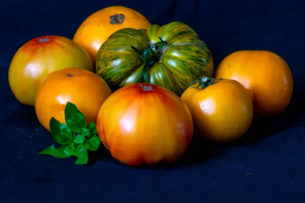 Tomates Coloridos Diferentes Formas Fundo Escuro Adequado Para Vegetarianos Dieta — Fotografia de Stock