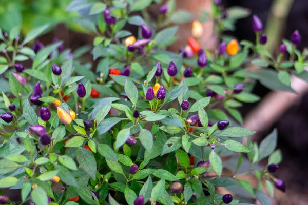 stock image Hot chili peppers on bushes growing in a greenhous