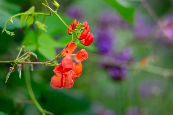 stock image colorful flowers and decorative plants in the garden, garden interior, beautiful colorful flower garden with blooming flower beds and a green lawn in summer