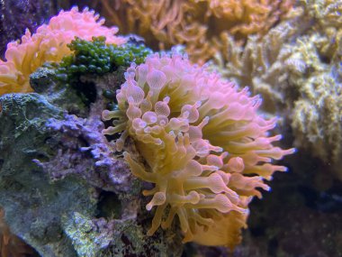 Akvaryumdaki egzotik balıklar, renkli dekoratif balıklar, akvaryum bitkilerinin güzel arka planı.