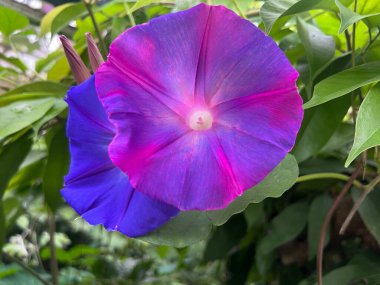 Güzel çiçekler, egzotik çiçekler tropik bir evde