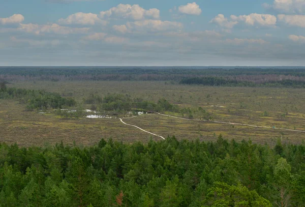 Bataklık ormanlarında tahta bir yaya köprüsü, turistik altyapı, doğayı tanıma fırsatı, Tolkuse raba matkarada, Estonya