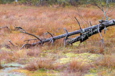 Bataklık bitkilerinin, çimenlerin, yosunların, liken, orman ve bataklık bitkilerinin, yağmurlu ve bulutlu bir sonbahar gününün yakın çekimi,