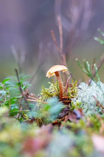 close-up of marsh plants, grass, moss, lichen, forest and marsh vegetation, rainy and cloudy autumn day,