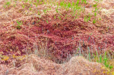 Bataklık bitkilerinin, çimenlerin, yosunların, liken, orman ve bataklık bitkilerinin, yağmurlu ve bulutlu bir sonbahar gününün yakın çekimi,