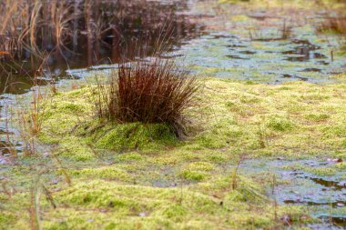 Bataklık bitkilerinin, çimenlerin, yosunların, liken, orman ve bataklık bitkilerinin, yağmurlu ve bulutlu bir sonbahar gününün yakın çekimi,