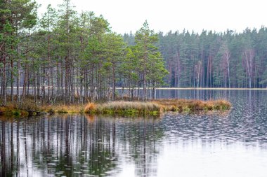 Bataklık gölü kıyısı, orman ve bataklık bitkisi, yağmurlu ve bulutlu sonbahar günü, göl yüzeyinde yağmur dokusu