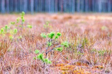 Bataklık bitkilerinin, çimenlerin, yosunların, liken, orman ve bataklık bitkilerinin, yağmurlu ve bulutlu bir sonbahar gününün yakın çekimi,