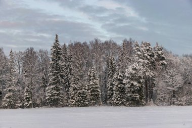 Güzel kış manzarası, mavi saat, alacakaranlık, sis