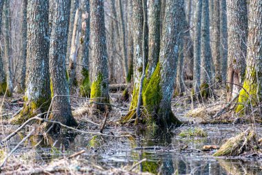 Sel basmış bir ormanın manzarası, sudaki ağaç gövdeleri, yeşil yosunlarla kaplanmış.