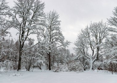 Ağaçlar ve ağaç dalları yoğun karla kaplı, kış günü.
