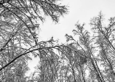 Ağaçlar ve ağaç dalları yoğun karla kaplı, kış günü.