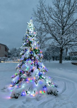 Noel 'i bekleyen süslü ağaçlar, renkli ışıklarla süslenmiş ağaçlar, parktaki karla kaplı ve aydınlık ağaçlar, kış akşamı
