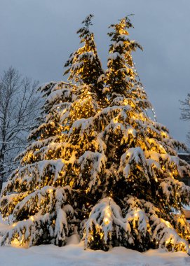 Noel 'i bekleyen süslü ağaçlar, renkli ışıklarla süslenmiş ağaçlar, parktaki karla kaplı ve aydınlık ağaçlar, kış akşamı