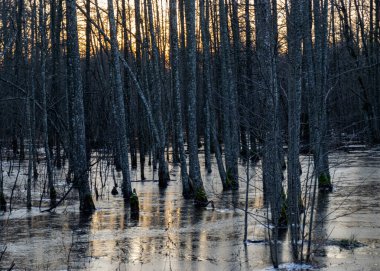 Sel basmış ormanlarla dolu kış manzarası, suyla dolu orman, ince bir buz tabakası suyun yüzeyini kaplıyor.