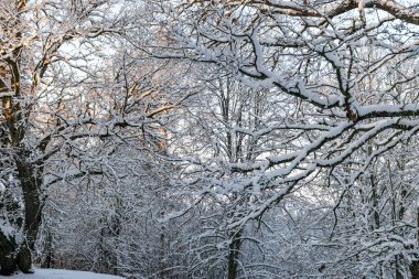 Parktan kış manzarası, gölün kıyısındaki karla kaplı ağaçlar, batan güneşle ağaçların tepeleri aydınlanıyor.
