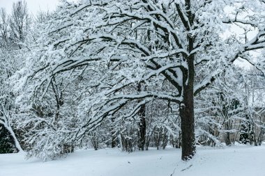 Kışın bahçe, karla kaplı, meyve ağaçları, bahçe evi ve bahçe aksesuarları, kışın küçük bahçe.
