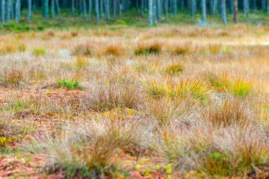 Bataklık bitkilerinin, çimenlerin, yosunların, liken, orman ve bataklık bitkilerinin, yağmurlu ve bulutlu bir sonbahar gününün yakın çekimi,