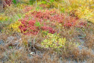 Bataklık bitkilerinin, çimenlerin, yosunların, liken, orman ve bataklık bitkilerinin, yağmurlu ve bulutlu bir sonbahar gününün yakın çekimi,