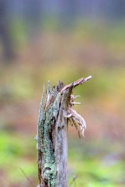 Bataklık bitkilerinin, çimenlerin, yosunların, liken, orman ve bataklık bitkilerinin, yağmurlu ve bulutlu bir sonbahar gününün yakın çekimi,