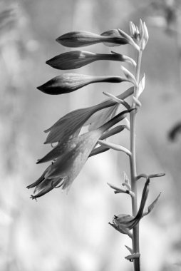 Bitki dokusuna sahip soyut siyah beyaz fotoğraf, tek renkli fotoğraf