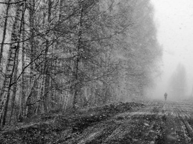 Yol ve ağaçlarla kaplı tek renkli manzara, kar yağışı, siyah beyaz fotoğraf