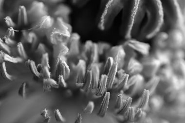 Bitki dokusuna sahip soyut siyah beyaz fotoğraf, tek renkli fotoğraf