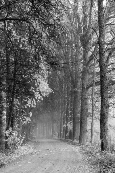 black and white landscape with trees, avenue of trees, photographed with an infrared filter
