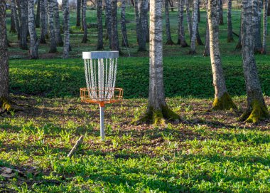 Arka planda huş ağacı olan yeşil çimlerin üzerinde bir disk golf deliği, parktaki bir disk golf sepeti, ilkbahar