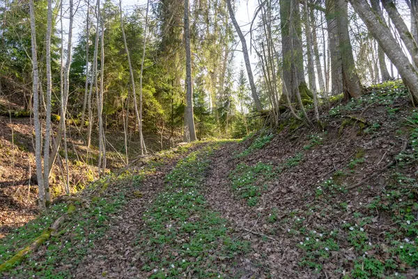 Bir bahar sabahı huş ağacının olduğu manzara, ilk açık yeşil, bahar